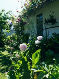 Mormorsträdgården - en liten trädgård på österlen 4 Liten trädgård inspiration