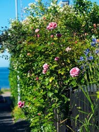 Mormorsträdgården - en liten trädgård på österlen 2 Liten trädgård inspiration - lupinvägen