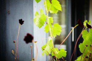 Tre sköna trädgårdsrum, ute och inne 3