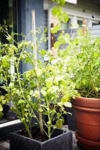 Tre sköna trädgårdsrum, ute och inne 4