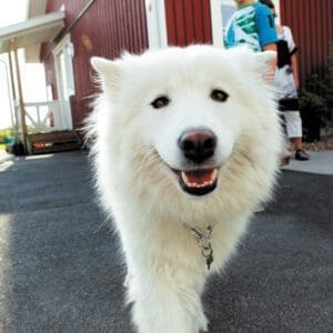 Installera larm - en hund är visserligen ett larm i sig!