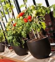 coctailtomaterna