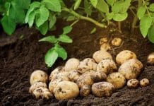 Sätta färskpotatis – Färskpotatis till midsommar! sätta färskpotatis