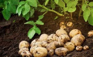 Sätta färskpotatis – Färskpotatis till midsommar! sätta färskpotatis