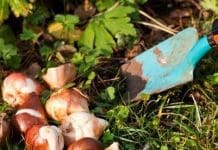Förbered sensommarblommorna! Förbered sensommarblommorna