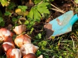 Förbered sensommarblommorna! Förbered sensommarblommorna