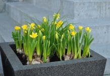 Påskblommor på trappen! Påskblommor
