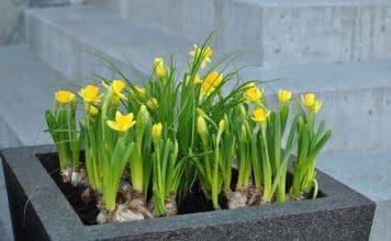Påskblommor på trappen! Påskblommor