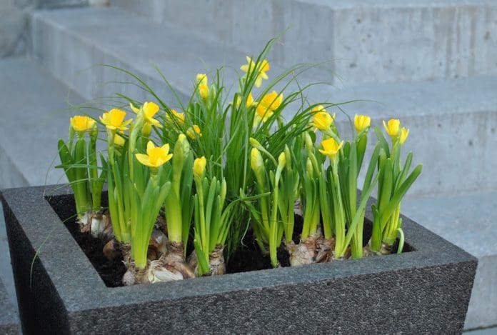 Påskblommor