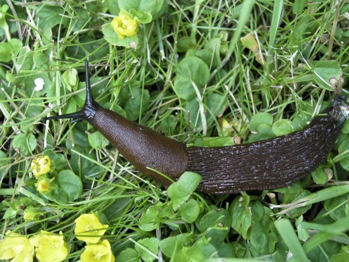 Hur dödar man mördarsniglar