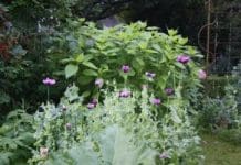 Köksträdgård, potager, trädgårdsland, grönsaksland eller odlingslott? Köksträdgård