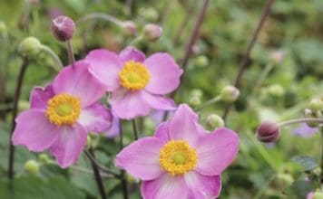 Trädgårdskalendern maj/juni Trädgårdskalendern