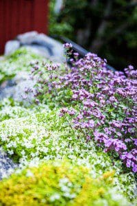 Micke Leijnegard Blommor vid stugan