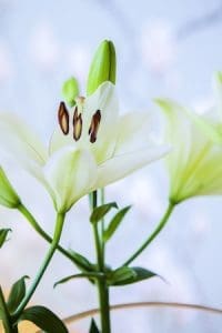 Kattis Ahlström hem - Lilja