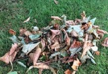 Trädgårdskalendern oktober Trädgårdskalendern oktober