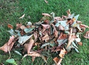 Trädgårdskalendern oktober Trädgårdskalendern oktober