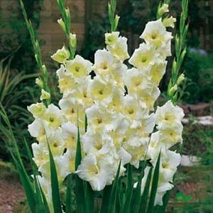 Nelson garden fjärilsgladiol 1 Nelson Garden Fjärilsgladiol