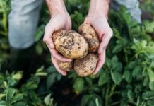 Odla potatis: 3 olika sätt i vår steg-för-steg guide odla potatis