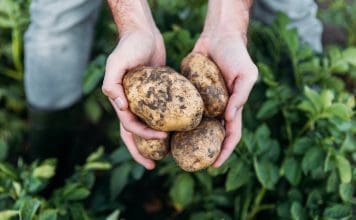 Odla potatis: 3 olika sätt i vår steg-för-steg guide odla potatis