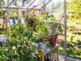 Odla i växthuset Odla i växthus-interiör