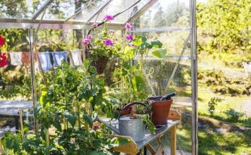 Odla i växthuset Odla i växthus-interiör