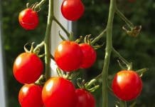 Bygga växthus Odla i växthus-tomater