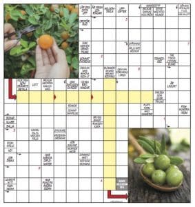 Korsord Villaliv 5 2016