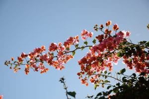 medelhavsväxter - bougainvillea
