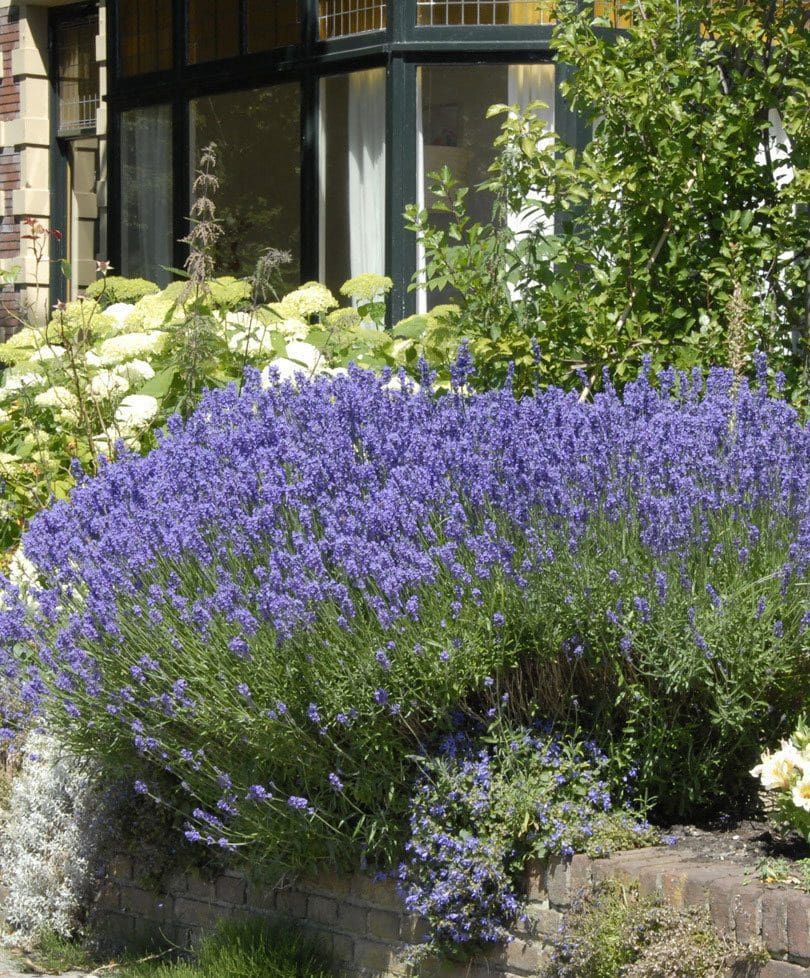 Bakker. Com lavendel 'munstead' 1 Bakker.com Lavendel 'Munstead'