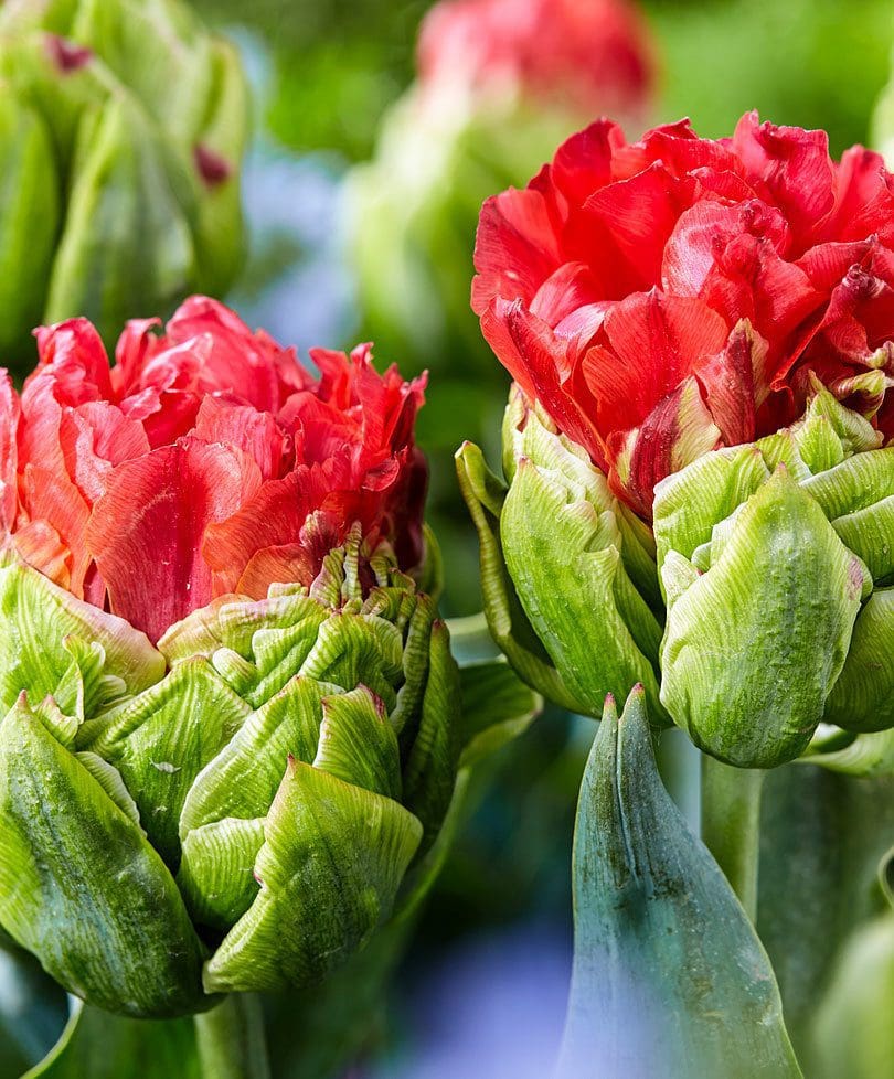 Bakker. Com dubbel tulpan 'bull's eye' 1 Bakker.com Dubbel tulpan 'Bull's Eye'