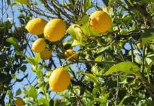 Odla citronträd – Så odlar du ekologisk citron hemma citronträd