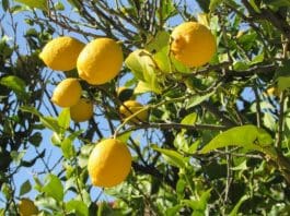 Odla citronträd – Så odlar du ekologisk citron hemma citronträd