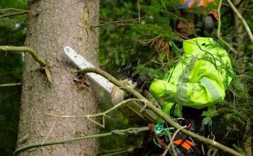 Fälla träd – så gör du på bästa sätt! Fälla träd