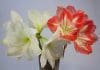 Amaryllis – så sköter du den och får den att blomma längre amaryllis