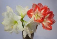 Amaryllis – så sköter du den och får den att blomma längre amaryllis