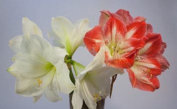 Amaryllis – så sköter du den och får den att blomma längre amaryllis