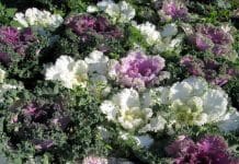 Lyckas med din höst- och vinterplantering vinterplantering