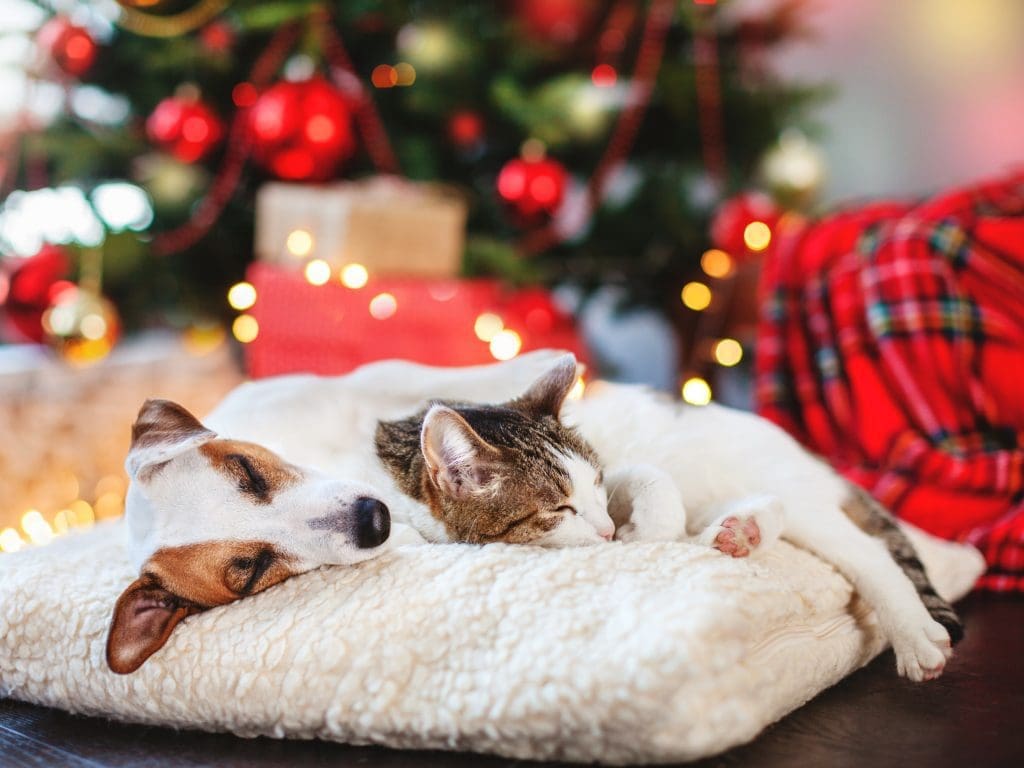 hund och katt 3