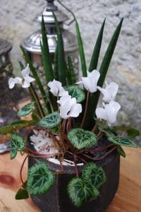 odla groddar