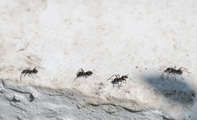 Myror inomhus: 5 tips på hur du får bort dem - Villalivet