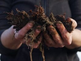 Mossa i gräsmattan och hur du får gräsmattan fin igen mossa i gräsmattan gödsel