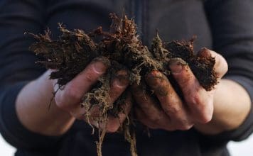 Mossa i gräsmattan och hur du får gräsmattan fin igen mossa i gräsmattan gödsel
