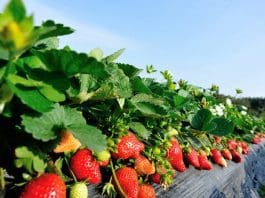 Att odla jordgubbar plantera jordgubbar i trädgården