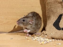Råttor i huset och hur man blir av med dem