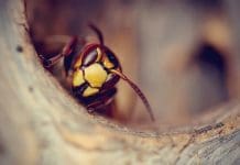 Våga ta bort getingboet – för villaägare ta bort getingbo