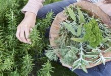 Odla din egen mat – 4 tips för dig med liten yta odla din egen mat