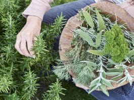 Odla din egen mat – 4 tips för dig med liten yta odla din egen mat