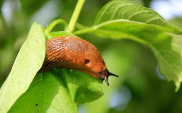 Billigt knep att bli av med mördarsniglar på nolltid mördarsnigel