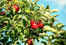 Beskära fruktträd – vi tipsar