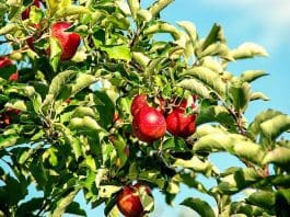 Beskära fruktträd – vi tipsar